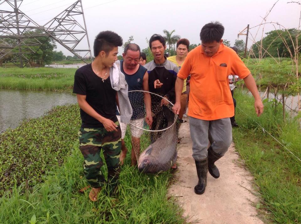 hình ảnh con cá câu được tại Hồ câu Tứ Hải