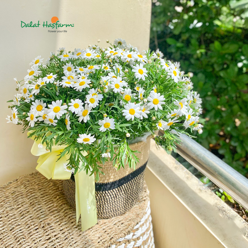 Dalat Hasfarm - Tiệm Hoa Tươi đẹp