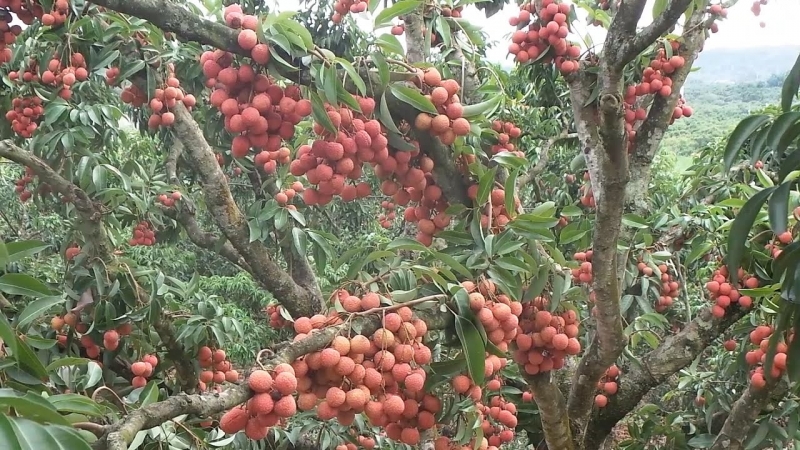 You are currently viewing 10 món đặc sản Bắc Giang siêu ngon mà bạn không nên bỏ qua